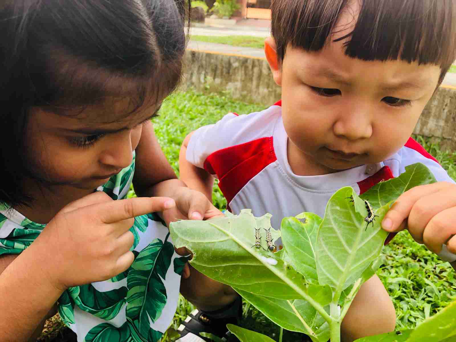toddlers examining caterpillars